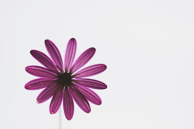 Close-up of pink flower against white background