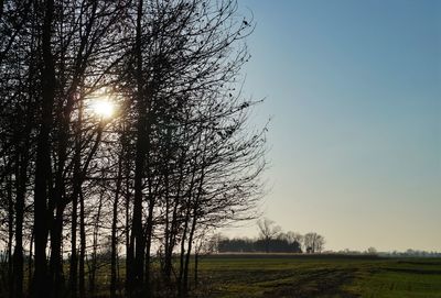 Trees on field against sky