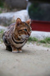Close-up of a cat looking away