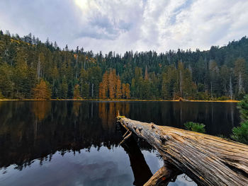 Scenic view of lake in forest against sky