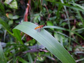 Close-up of insect on plant