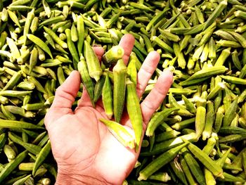 High angle view of hand holding vegetables