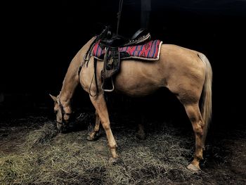 Horse standing in a field