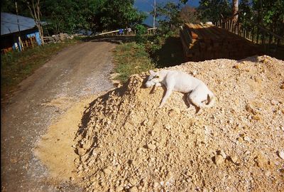 Dog on dirt road