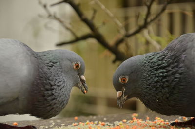 Close-up of pigeons eating