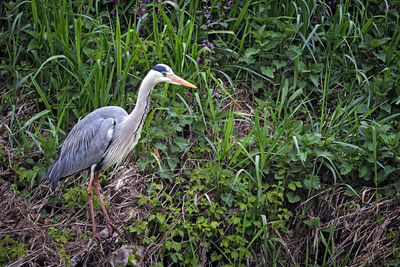 Bird perching on a field