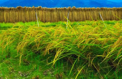 Scenic view of field against sky