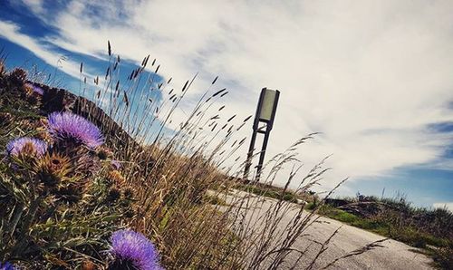 Plants growing on landscape against cloudy sky