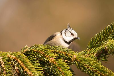 Close-up of european crested tit perching on pine tree