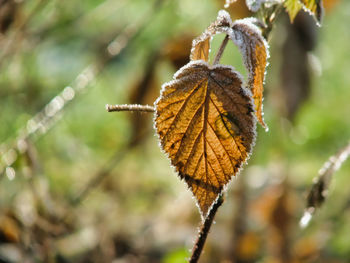 Close-up of dried leaves on plant