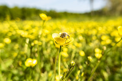 Bee on a yellow ranunculus flower