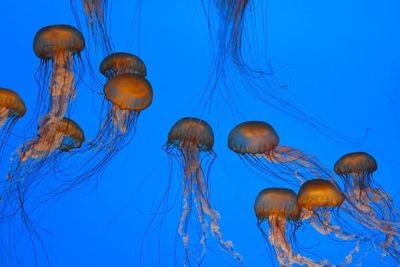 View of jellyfish swimming in sea