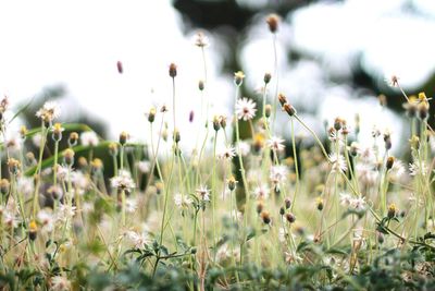 Close-up of plants growing on field