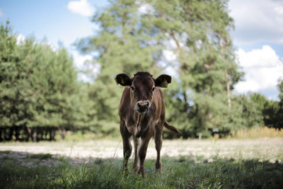 Cow on field against sky