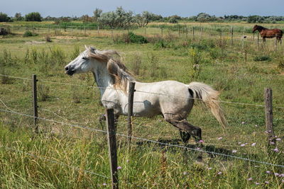 Horse standing on field