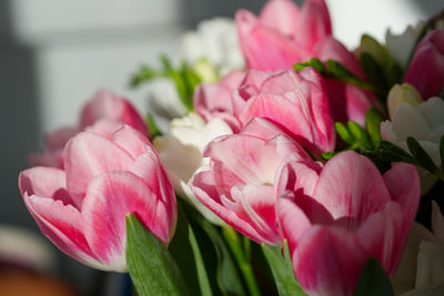 Close-up of pink tulips