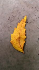 High angle view of yellow maple leaf