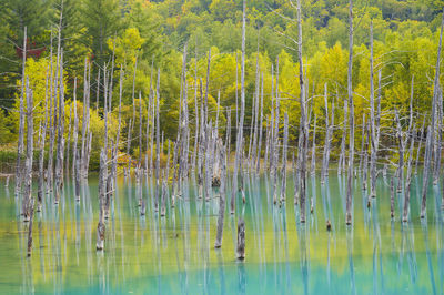 Scenic view of lake in forest