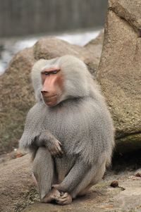 Close-up of baboon sitting outdoors