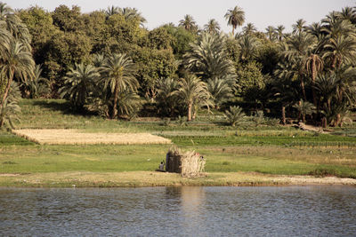 Scenic view of palm trees on field