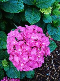 Close-up of pink flowers