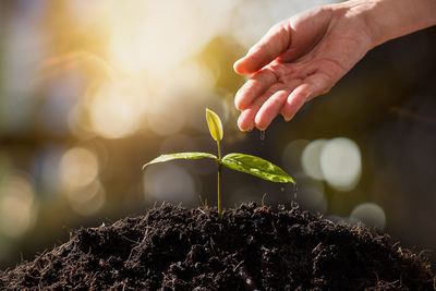 Close-up of hand holding plant