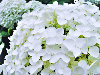 Close-up of white hydrangea blooming outdoors