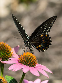 Close-up of butterfly pollinating on pink flower