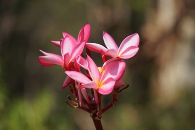 Close-up of pink flowering plant