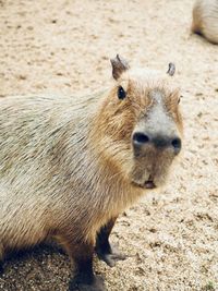 animal