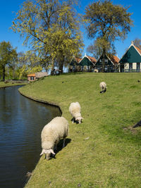 Sheep grazing in a park