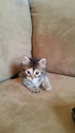 High angle portrait of cat sitting on sofa at home