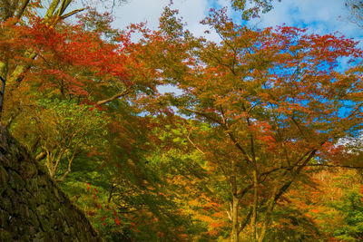 Low angle view of autumnal trees against sky