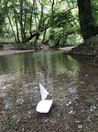 Scenic view of lake and trees in forest
