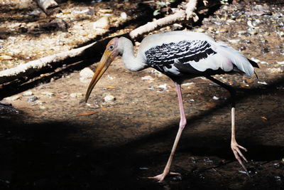 Bird perching on rock