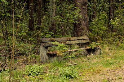 Wooden log in forest