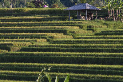Scenic view of agricultural field