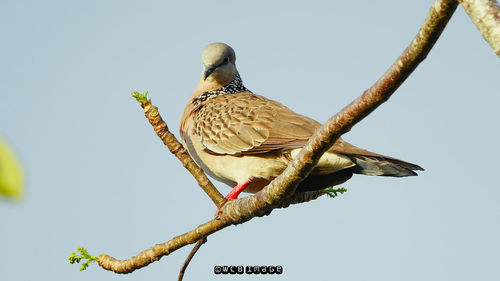 Low angle view of bird perching on branch against sky