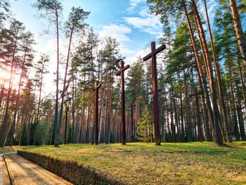 Trees in forest