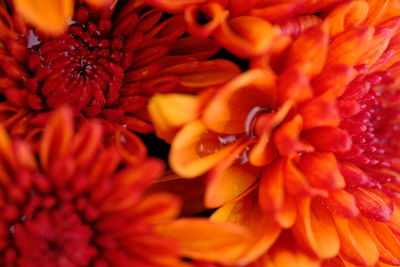 Full frame shot of red flowering plant