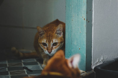 Two cats looking together