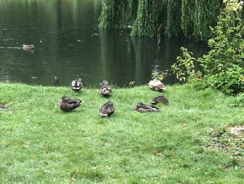 Ducks in a lake