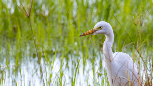 Close-up of a bird against plants