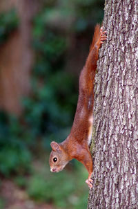 Close-up of squirrel on tree trunk