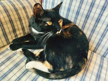 High angle view of cat resting