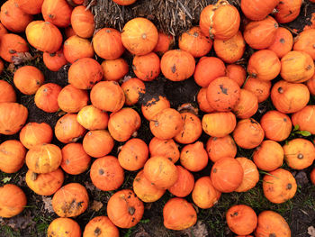 Full frame shot of oranges