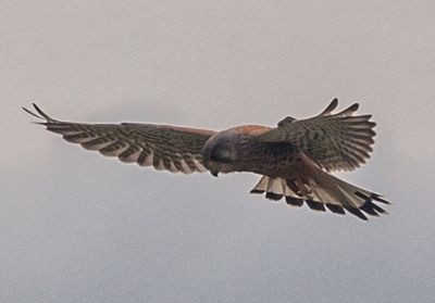 Low angle view of birds flying in sky