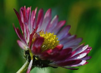 Close-up of pink flower