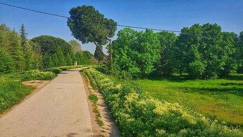 Road amidst trees against sky