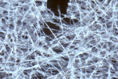 Full frame shot of frozen plants